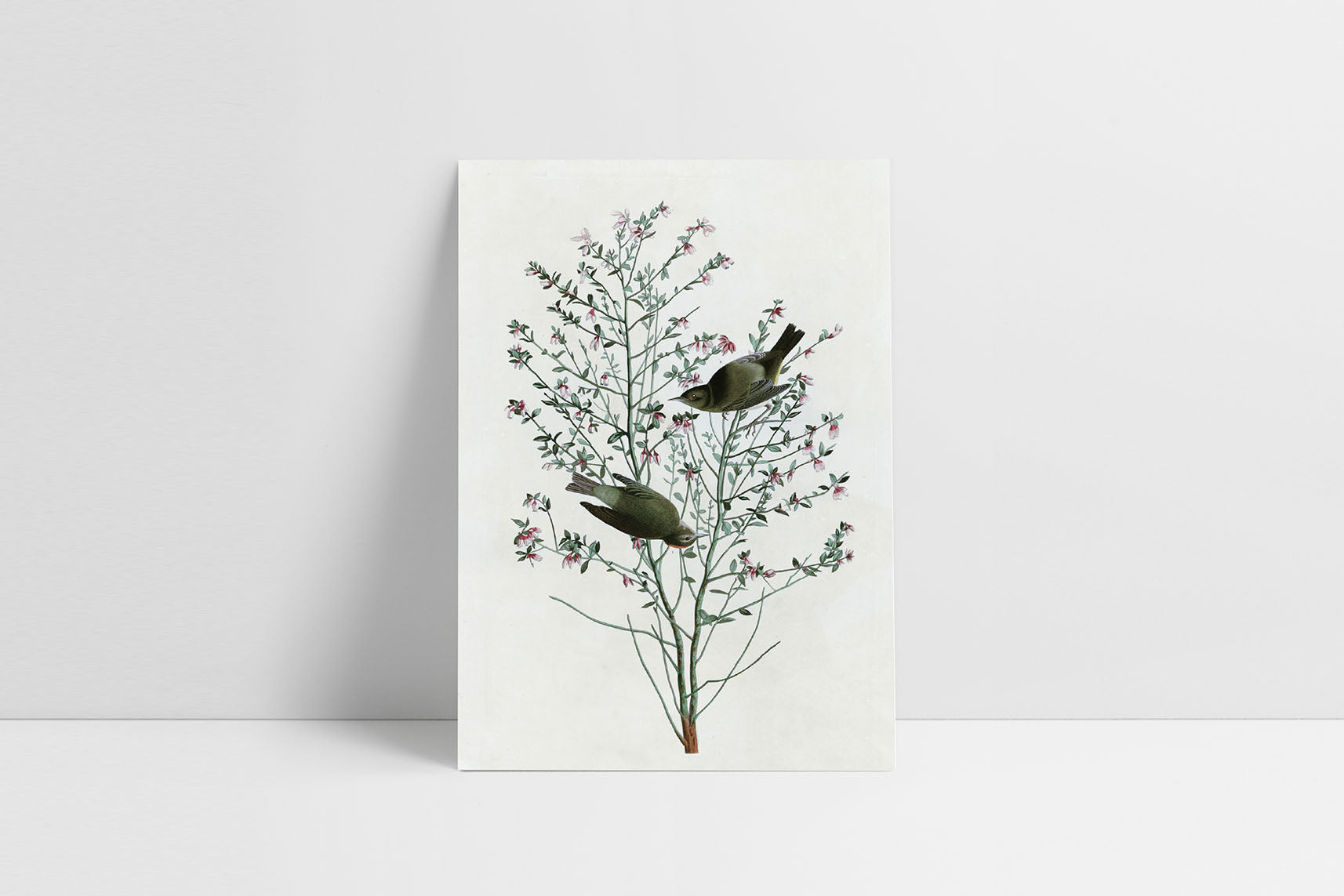 Greeting card J.J. Audubon III, Suska & Kabsch, design stationery shop, home office