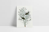 Greeting card J.J. Audubon III, Suska & Kabsch, design stationery shop, home office