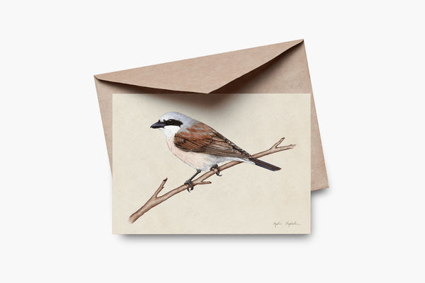 Greeting Card – Red-backed Shrike, Tukan Media, stationery design