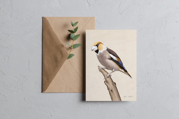 Greeting Card – Hawfinch, Tukan Media, stationery design